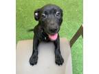 Adopt Sirus a Black - with White German Shepherd Dog / Labrador Retriever /