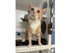 Adopt Baron Von Lobster a Tan or Fawn Tabby Domestic Shorthair (short coat) cat