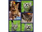 Adopt Spike a Tan or Fawn Tabby Domestic Shorthair (short coat) cat in Terrell