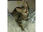 Adopt HERO & HERA a Brown Tabby Tabby / Mixed (medium coat) cat in Santa Monica