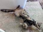 Adopt Pippin a Spotted Tabby/Leopard Spotted Domestic Shorthair / Mixed (short