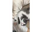 Adopt Stuart a Domestic Shorthair / Mixed cat in San Diego, CA (41560937)