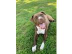 Adopt Red a Brown/Chocolate - with White American Pit Bull Terrier / Mixed dog