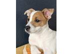 Adopt Jackie a White - with Brown or Chocolate Jack Russell Terrier / Beagle /