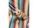 Adopt Suki a Tan/Yellow/Fawn American Pit Bull Terrier / Mixed Breed (Medium) /