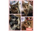 Adopt Chippy a Gray, Blue or Silver Tabby Domestic Shorthair (short coat) cat in