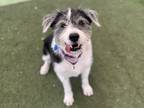 Adopt Frosty a Merle Old English Sheepdog / Border Collie / Mixed (short coat)