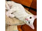 Adopt Chanel a White Domestic Shorthair (short coat) cat in Toronto