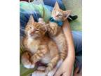 Adopt Peanut and Butter a Orange or Red (Mostly) Domestic Shorthair (short coat)