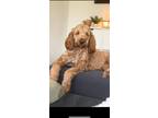Adopt Arwen a Red/Golden/Orange/Chestnut Bernedoodle / Mixed dog in Smyrna
