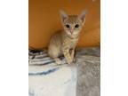 Adopt Mango a Domestic Shorthair / Mixed cat in Fresno, CA (41560813)