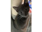 Adopt Baja Blast a Domestic Shorthair / Mixed cat in Fresno, CA (41560812)