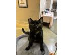 Adopt Jollibee a Domestic Shorthair / Mixed cat in Fresno, CA (41560810)