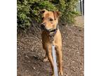 Adopt Sutton a Terrier (Unknown Type, Medium) / Mixed dog in Silverdale