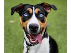 Adopt Tate a Australian Shepherd / Mixed dog in Silverdale, WA (41560804)