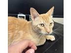 Adopt Jr a Domestic Shorthair / Mixed cat in Santa Rosa, CA (41560803)