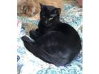 Adopt Twinkle a All Black Domestic Shorthair (short coat) cat in Anchorage