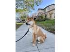 Adopt Yuki a Red/Golden/Orange/Chestnut Shiba Inu / Mixed dog in San Jose