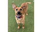 Adopt Vernon a Brown/Chocolate - with Tan Cattle Dog / Mixed dog in Encinitas