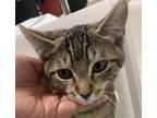 Adopt Bella Kitty a Domestic Shorthair / Mixed cat in Houston, TX (41560794)