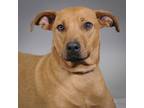Adopt Dakota a Rhodesian Ridgeback / Mixed dog in Houston, TX (41560793)