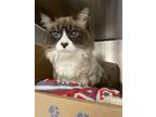 Adopt Snowbell a Snowshoe / Mixed cat in Nanaimo, BC (41560924)