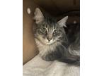 Adopt Percy a Domestic Mediumhair / Mixed (medium coat) cat in Kelowna