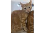 Adopt Julius a Domestic Shorthair / Mixed cat in Houston, TX (41560790)