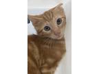 Adopt Bo a Domestic Shorthair / Mixed cat in Houston, TX (41560789)