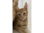 Adopt Angelo a Domestic Shorthair / Mixed cat in Houston, TX (41560788)
