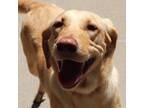 Adopt Daisy a Labrador Retriever / Mixed dog in Sioux City, IA (41560786)