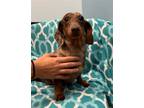 Adopt Banjo a Dachshund / Mixed dog in Weston, FL (41560783)
