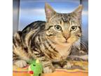 Adopt Theodore (mcas) a Domestic Shorthair / Mixed (short coat) cat in