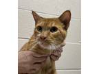 Adopt Gingee a Domestic Shorthair / Mixed cat in Troutdale, OR (41560779)