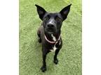 Adopt Sutton a Black - with White Cattle Dog / Mixed dog in Encinitas