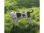 Adopt Chicken Nugget a White - with Brown or Chocolate American Pit Bull Terrier