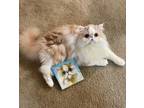 Adopt Milo a Orange or Red (Mostly) Persian / Mixed (long coat) cat in Buffalo
