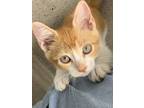 Adopt Melon a Orange or Red American Shorthair / Mixed (medium coat) cat in