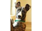 Adopt Regina a American Pit Bull Terrier / Mixed dog in Oakland, CA (41560818)