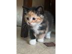 Adopt PUMPKIN & JAMIE a Calico or Dilute Calico Calico / Mixed (medium coat) cat