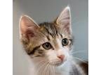Adopt Doc Marten a Domestic Mediumhair / Mixed cat in Des Moines, IA (41560815)