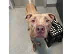 Adopt Patsy a American Pit Bull Terrier / Mixed dog in Des Moines, IA (41560814)