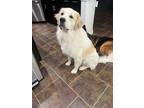 Adopt Baron a White - with Tan, Yellow or Fawn Great Pyrenees / Mixed dog in