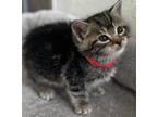 Adopt Isabella a Domestic Shorthair / Mixed cat in Mipiltas, CA (41560728)