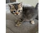 Adopt Ferb a Domestic Shorthair / Mixed cat in Mipiltas, CA (41560727)
