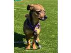 Adopt Chester a Mixed Breed (Small) / Mixed dog in Mipiltas, CA (41560718)
