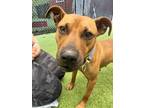 Adopt Smiley a Brown/Chocolate - with Tan Hound (Unknown Type) / Mixed Breed