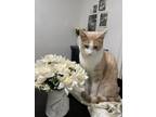 Adopt Bemo a Tan or Fawn Tabby American Shorthair / Mixed (short coat) cat in