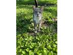 Adopt Fancy Pants a Gray, Blue or Silver Tabby Domestic Shorthair / Mixed (short