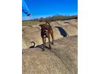 Adopt Lilo a Brown/Chocolate Australian Kelpie / Mixed dog in Tulsa